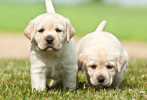 狗狗为什么会得黄疸肝炎的原因